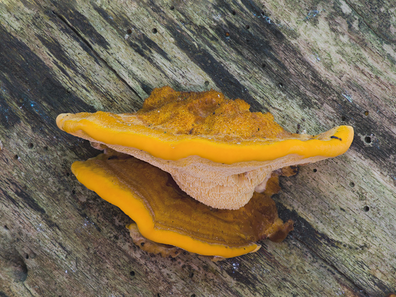 Pycnoporellus fulgens